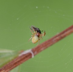 Araniella displicata