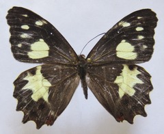 Oxeoschistus tauropolis tauropolis