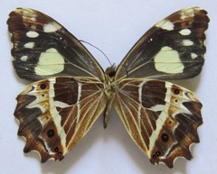 Oxeoschistus tauropolis tauropolis