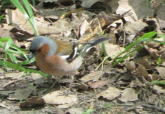 Fringilla coelebs