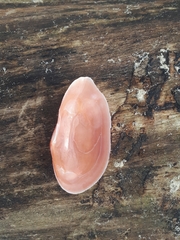 Psammotella cruenta
