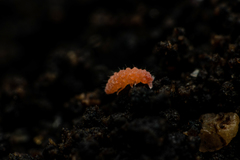 Bilobella