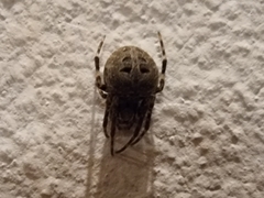 Neoscona