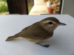 Vireonidae