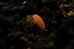Bilobella