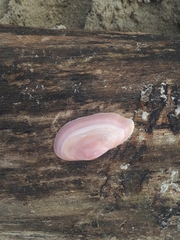 Psammotella cruenta
