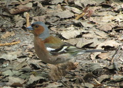 Fringilla coelebs