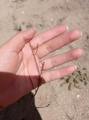 Stillingia linearifolia