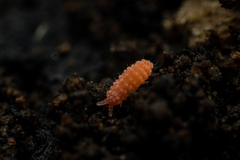 Bilobella
