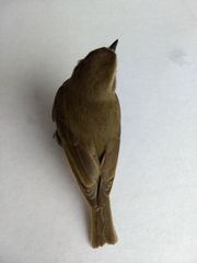 Vireonidae