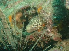 Gymnothorax minor