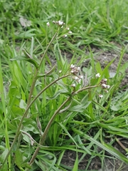 Capsella bursa-pastoris