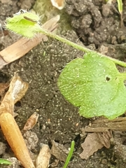 Veronica sublobata
