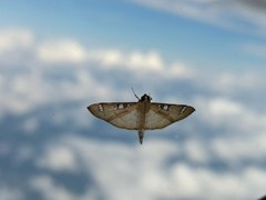 Cotachena