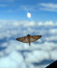 Cotachena
