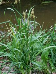 Alopecurus geniculatus