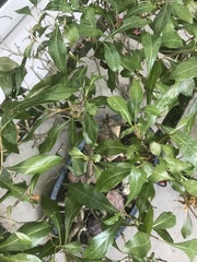 Heteropyxis natalensis