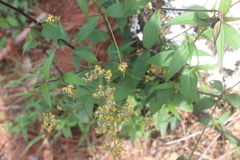 Alloispermum