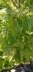 Acer pseudoplatanus