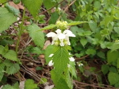 Lamium flexuosum