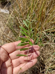 Vicia sativa segetalis