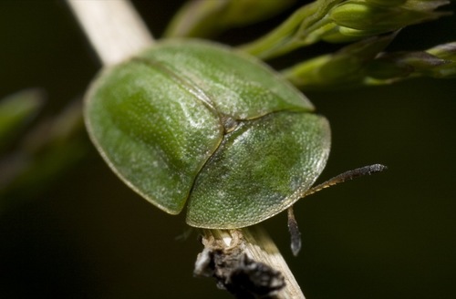 Thistle Tortoise Beetle