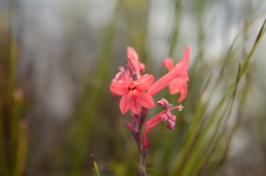 Tritoniopsis pulchra