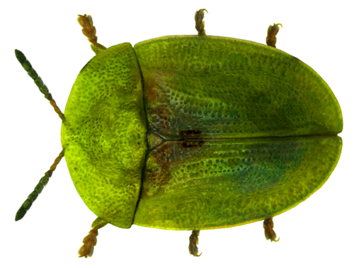 Thistle Tortoise Beetle