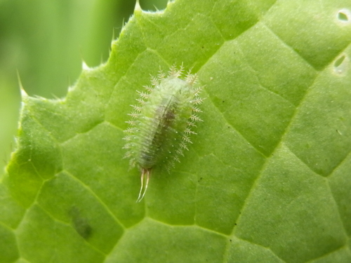 Thistle Tortoise Beetle