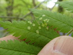 Phyllocoptes sorbeus