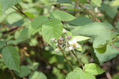Rubus liebmannii