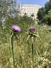Silybum marianum