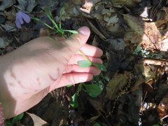 Phlox stolonifera