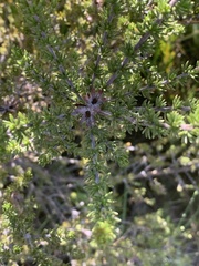 Aspalathus excelsa