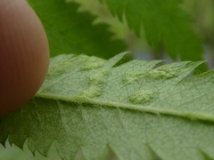 Phyllocoptes sorbeus