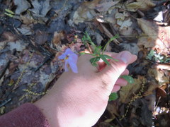 Phlox stolonifera