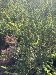 Aspalathus excelsa