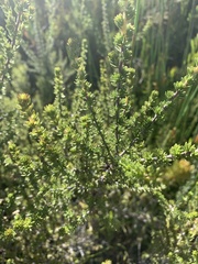 Aspalathus excelsa