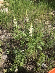 Lupinus argenteus argenteus