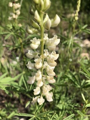 Lupinus argenteus argenteus