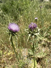 Silybum marianum