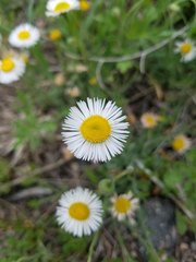 Erigeron caespitosus