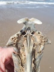 Vertebrata