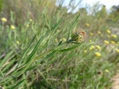 Centaurea aspera stenophylla