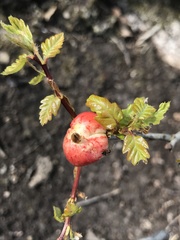 Biorhiza