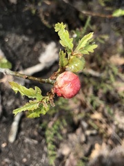 Biorhiza