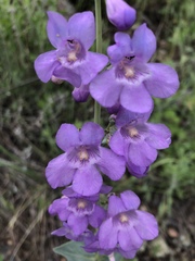 Penstemon secundiflorus