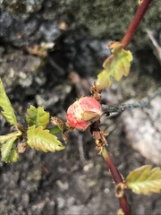 Biorhiza