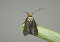 Cauchas rufifrontella