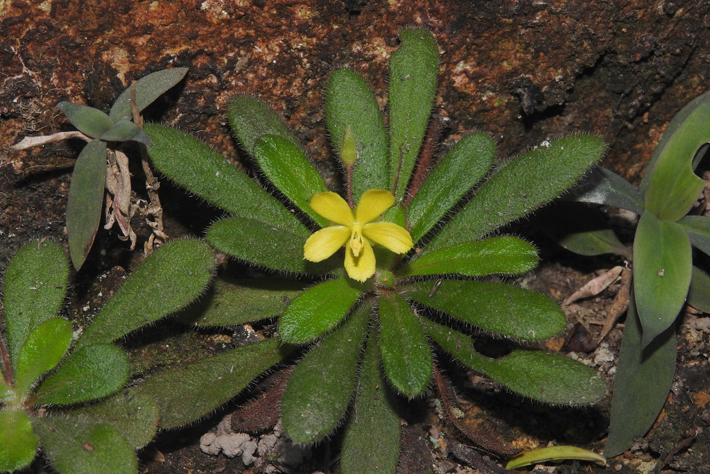 Rosulatae